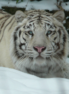 Noël à Touroparc avec les animaux
