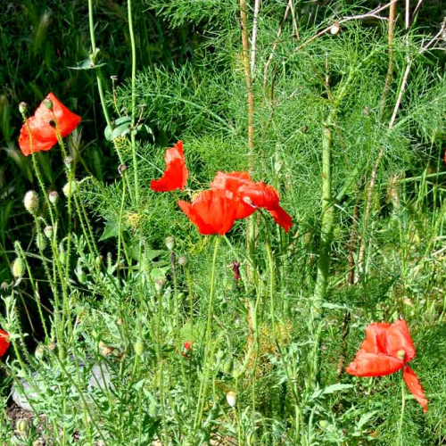 Les Pavillons Sauvages - Toulouse