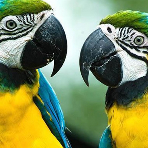 Tropical Parc - perroquets