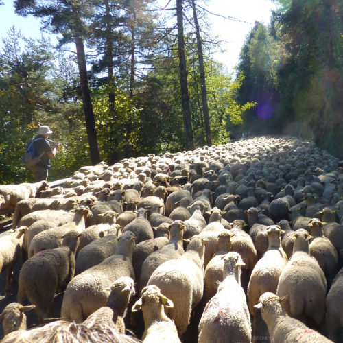 Fête de la Transhumance de Roubion