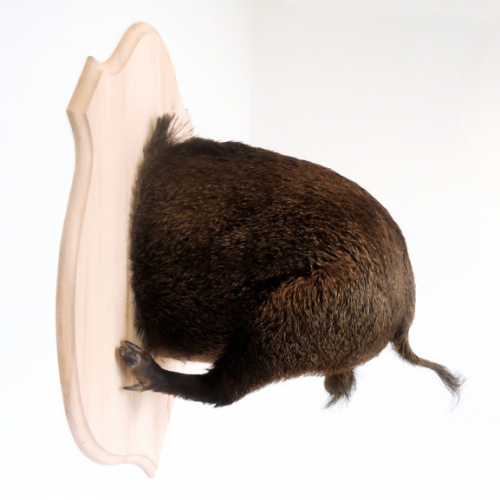 Troché (présenté de face), Sanglier, de Ghyslain Bertholon