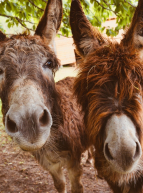 Fête du Cheval, de l'âne et du poney