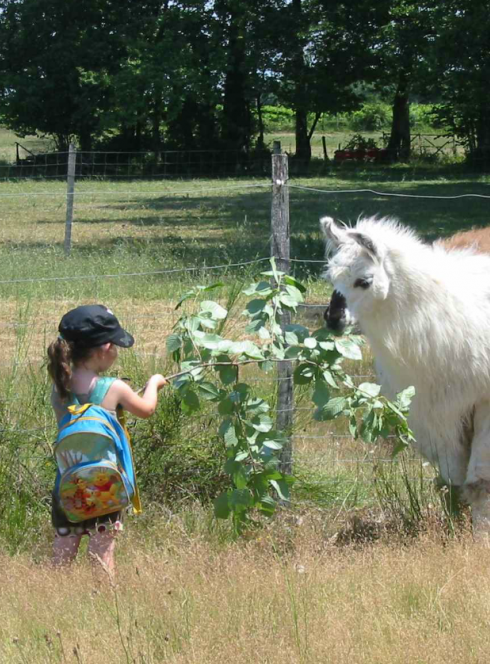Les Lamas de Brandacot
