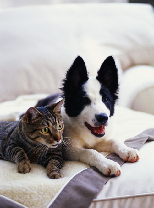 L'Odyssée des animaux