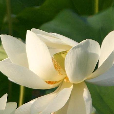 Festival du Lotus 2021