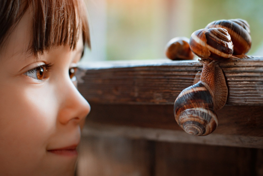 Ferme hélicicole de Comines : Une petite fille observe de très prêt des escargots