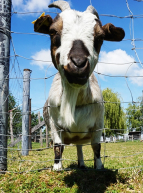 Animaux des petits bois
