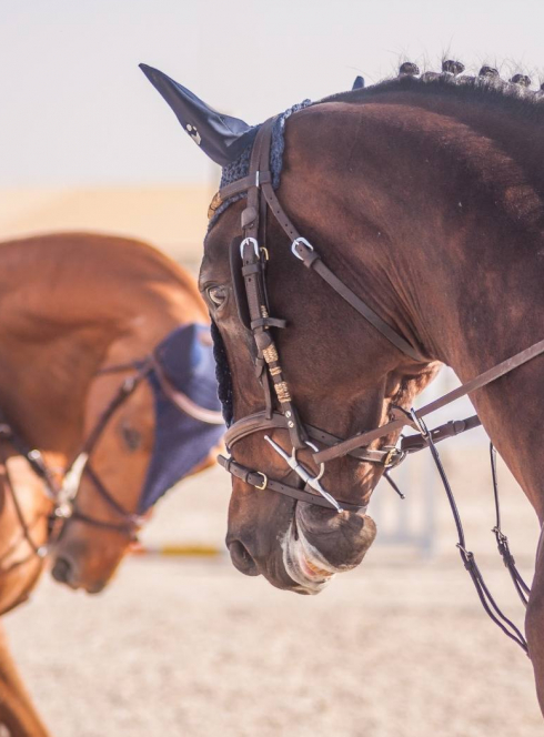 Salon du cheval d'Albi