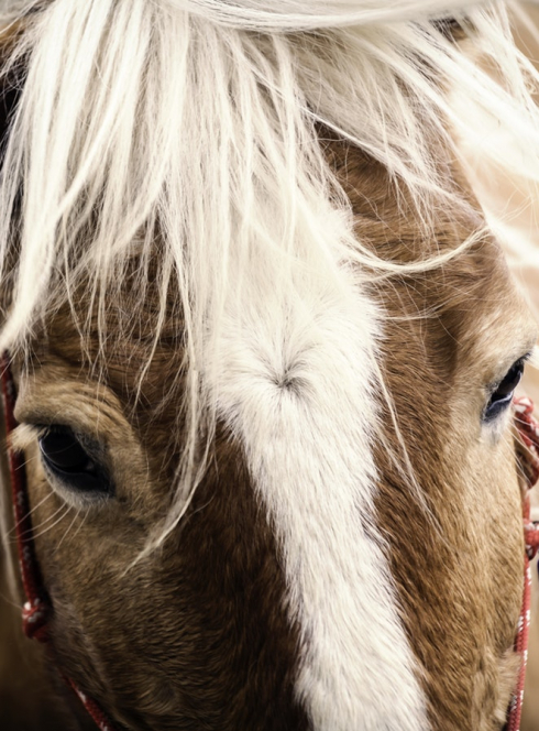 Balade à poney à Ouest littoral et coteaux en fête