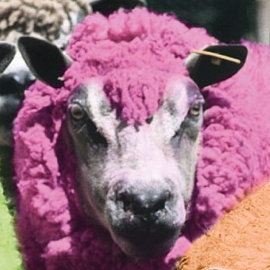 La tonte des moutons et la laine 2017