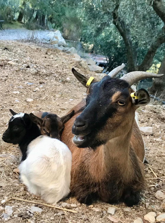 Ferme Domaine de la Tour : Maman et ses petits