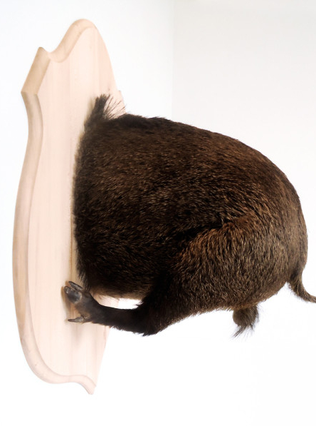 Troché (présenté de face), Sanglier, de Ghyslain Bertholon