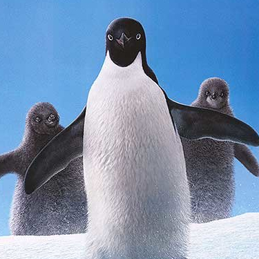 Penguins - Affiche US teaser