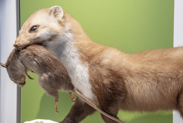 Mange-moi si tu peux !