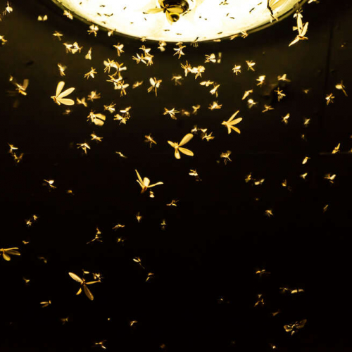 Animations Papillons et autres insectes de la nuit