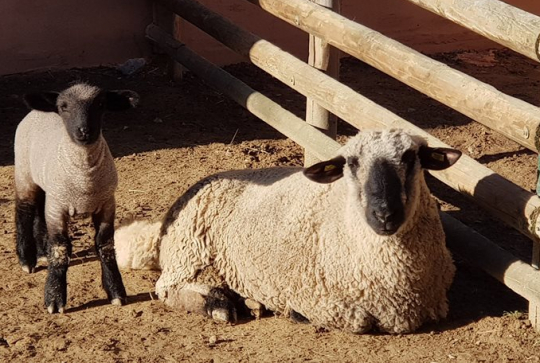 Ferme animalière d'Auriol