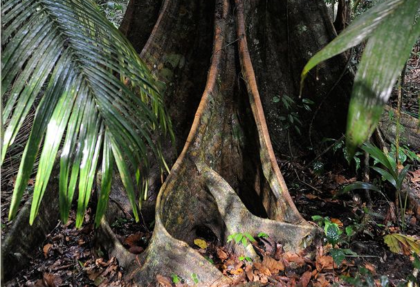 Il était une forêt