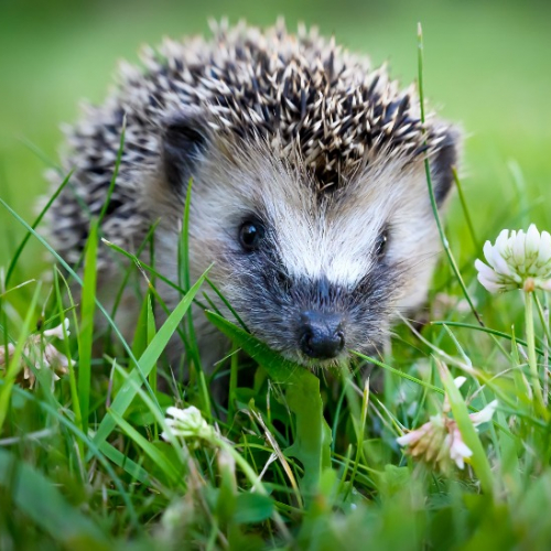 Photo de Hérisson dans l'herbe