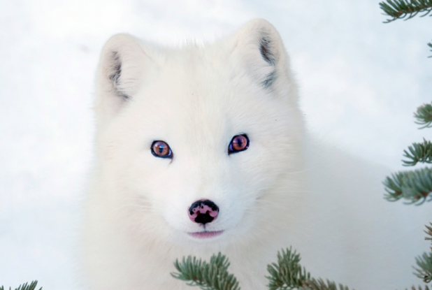 Kina & Yuk : renards de la banquise - renard blanc