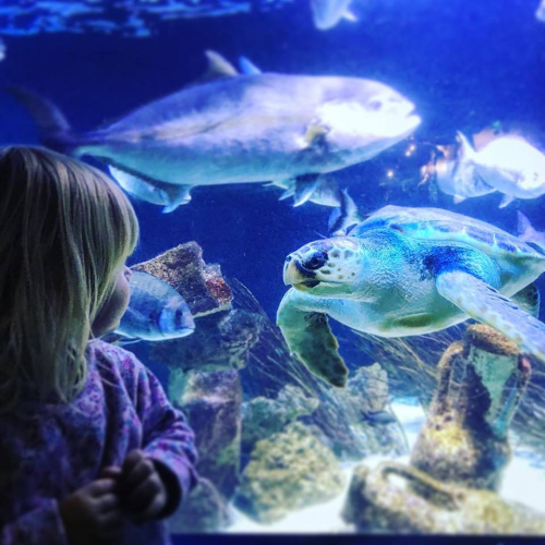 Vacances au Musée océanographique de Monaco