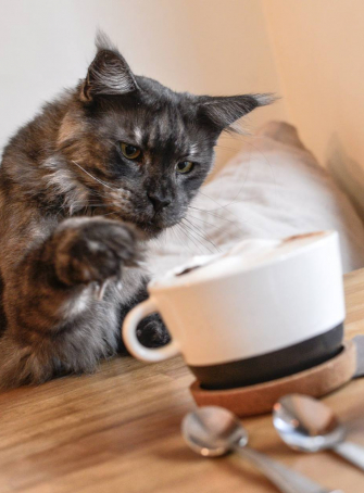 Café à chats La Ronronnerie