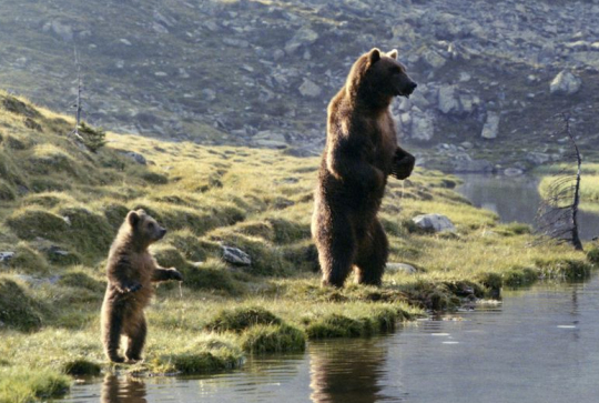 L'Ours : rivière