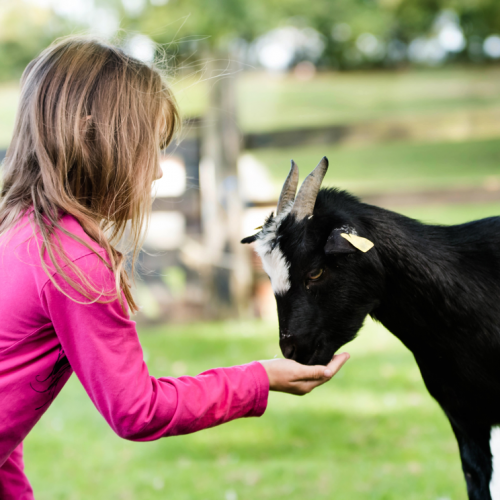 Fermes pédagogiques Strasbourg