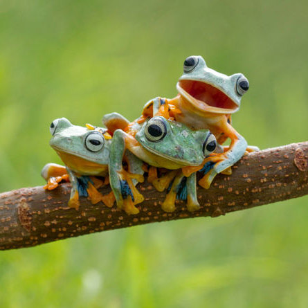 Les grenouilles vues par Hendy Mp
