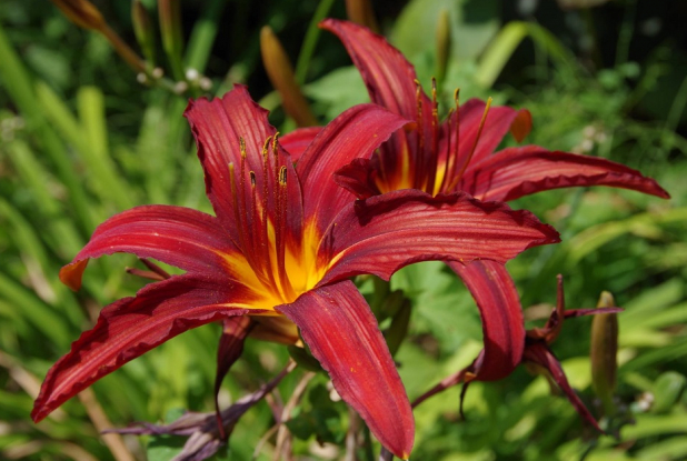 Arboretum Roger de Vilmorin - Fleur