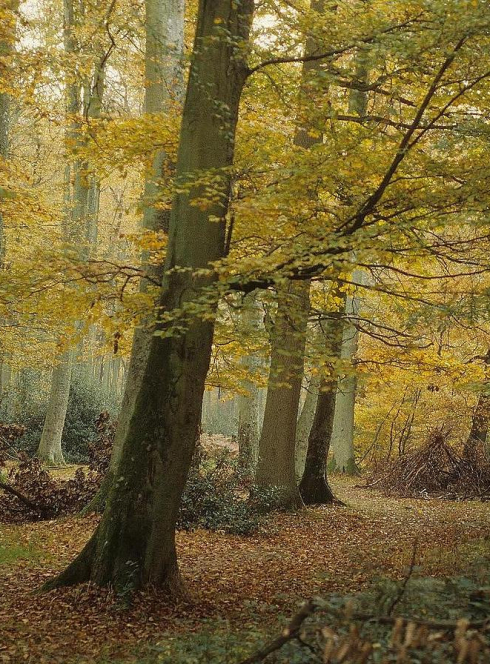 forêts