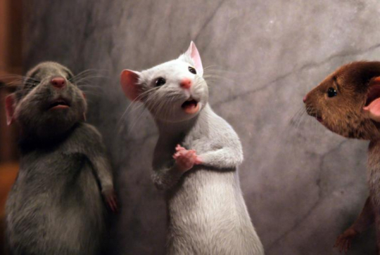 Sacrées sorcières : les souris