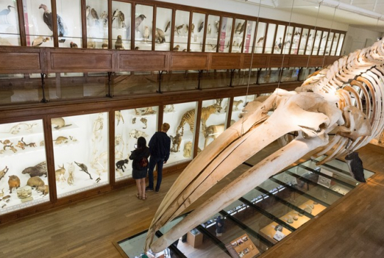Muséum d'Histoire Naturelle de Nantes : galerie de zoologie