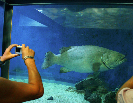 Seaquarium du Grau-Du-Roi