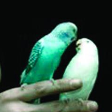 Poussières d'étoiles