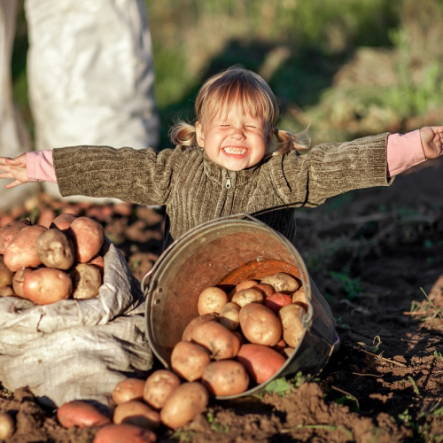 Fête de la bière et de la patate : Une petite fille au milieu d'un champ de patates