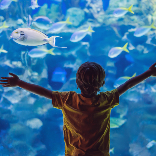 Tout est bon dans le poisson, direction l'aquarium