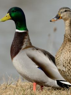 Le Vilain petit canard