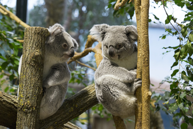 Koalas, une espèce unique en France
