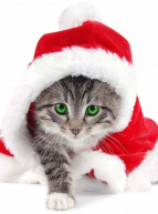 Chat Noël