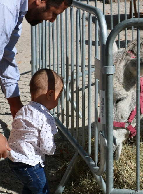 Foire d'automne de Saint-Priest : Un bébé à côté d'un âne