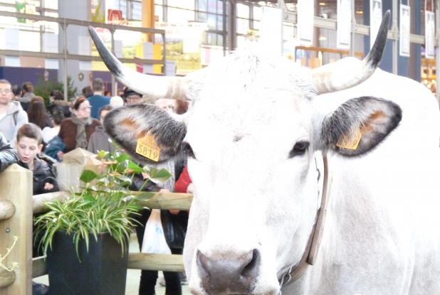 Salon de l'agriculture