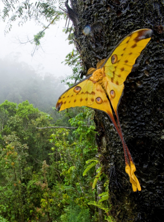 Exposition Des jungles, des îles et des hommes