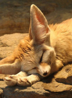 Les vacances d'été au Zoo de Lille