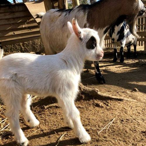 Le Petit Paradis de Vendargues