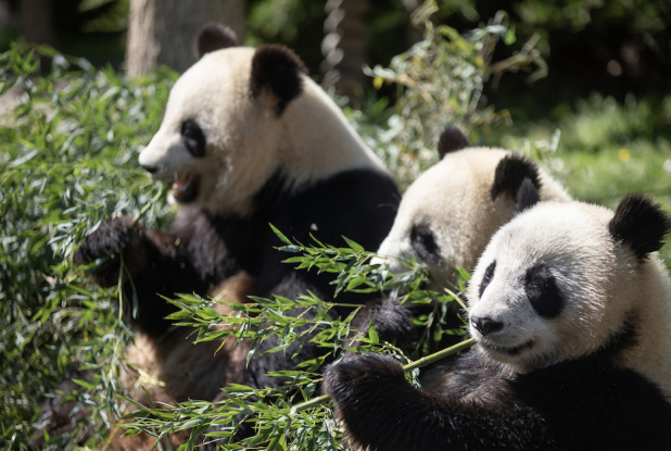 Les jumelles panda Yuandudu et Huanlili et leur mère Huan Huan