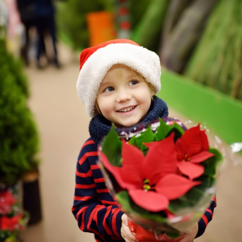 Marché de Noël à Cébazat : Petit garçon qui tient une plante de Noël