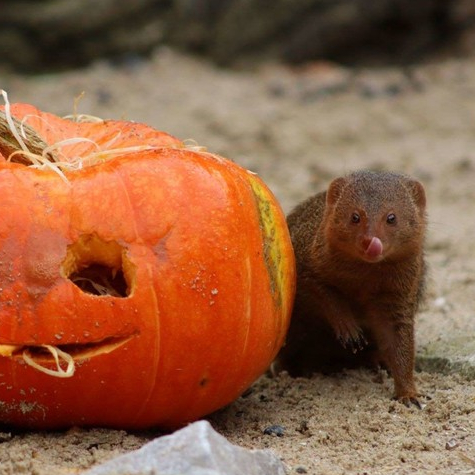 Halloween au Zoo de Lille : mangouste et citrouille