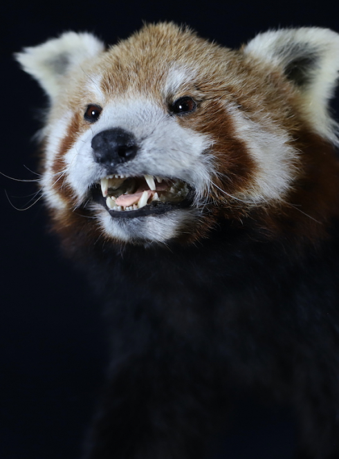 Expo Jangala : Panda roux - Ailurus fulgens