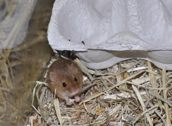 Fête de la nature Jardin des plantes ©RICHARD-MA_MNHN