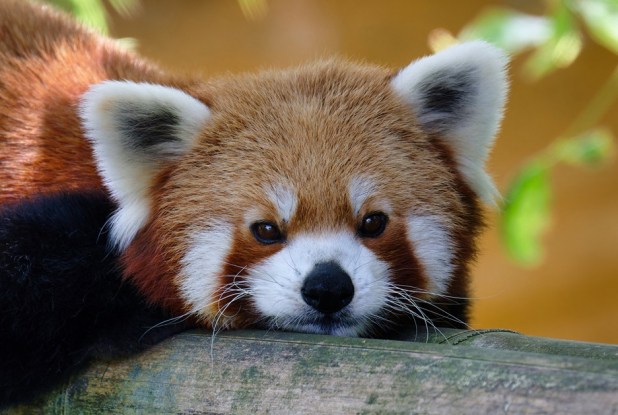 Touroparc : panda roux
